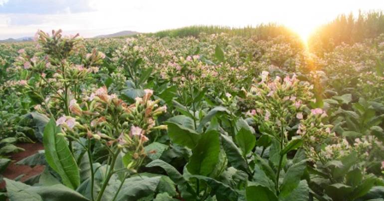 BOEING PARTNERS WITH SOUTH AFRICAN AIRWAYS TO TURN NEW TOBACCO PLANT INTO JET FUEL