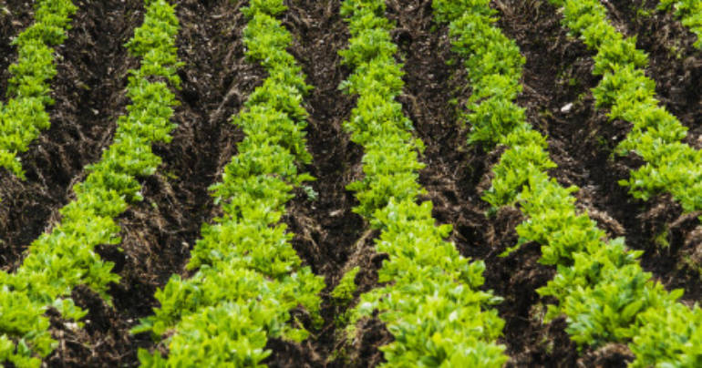 WE HAVE ENOUGH LAND TO FEED OUR GROWING POPULATION, WE JUST HAVE TO USE IT RIGHT, STUDY FINDS